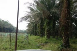 Land for rent in Teluk Intan (Km 5), Perak